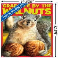 Аванти-катерица-Хвани живот от орехите стена плакат с пуш щифтове, 14.725 22.375